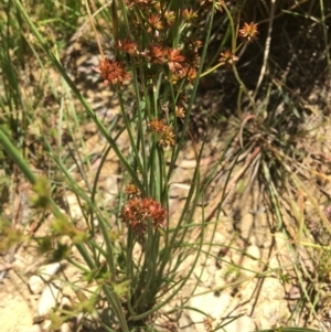 Juncus holoschoenus at Wamboin, NSW - 17 Jan 2022