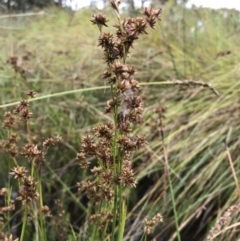 Juncus holoschoenus at Wamboin, NSW - 17 Jan 2022 04:13 PM