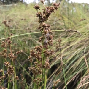 Juncus holoschoenus at Wamboin, NSW - 17 Jan 2022