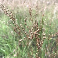 Juncus usitatus (Common Rush) at Wamboin, NSW - 17 Jan 2022 by Devesons