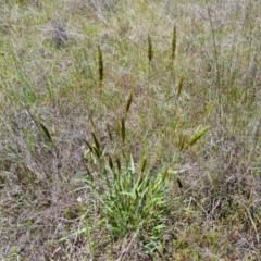 Anthoxanthum odoratum (Sweet Vernal Grass) at Isaacs Ridge - 29 Oct 2022 by Mike