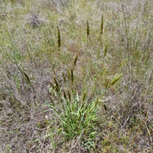 Anthoxanthum odoratum at Jerrabomberra, ACT - 29 Oct 2022