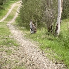 Notamacropus rufogriseus (Red-necked Wallaby) at Tidbinbilla Nature Reserve - 28 Oct 2022 by Mavis