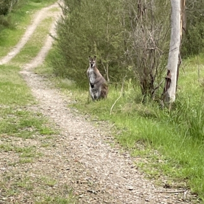 Notamacropus rufogriseus (Red-necked Wallaby) at Paddys River, ACT - 28 Oct 2022 by Mavis