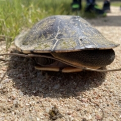 Chelodina longicollis (Eastern Long-necked Turtle) at Paddys River, ACT - 28 Oct 2022 by Mavis