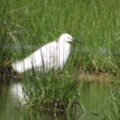 Egretta garzetta (Little Egret) at Fyshwick, ACT - 29 Oct 2022 by BenW