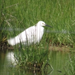 Egretta garzetta (Little Egret) at Fyshwick, ACT - 28 Oct 2022 by TomW