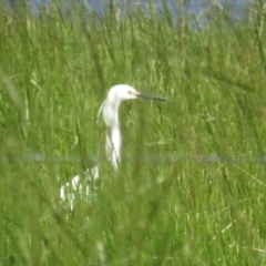 Egretta garzetta at Fyshwick, ACT - 29 Oct 2022