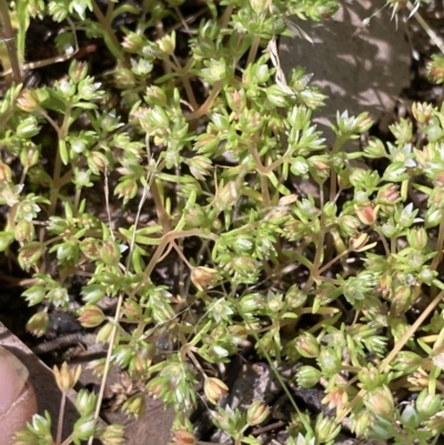 Crassula decumbens var. decumbens (A Stonecrop) at Higgins, ACT - 29 Oct 2022 by MattM