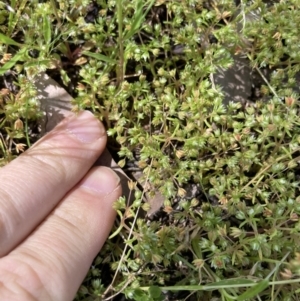 Crassula decumbens var. decumbens at Higgins, ACT - 29 Oct 2022