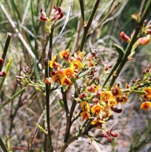 Daviesia leptophylla at Gundaroo, NSW - 29 Oct 2022