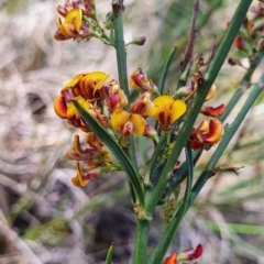 Daviesia leptophylla at Gundaroo, NSW - 29 Oct 2022