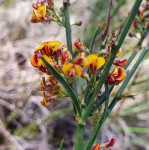 Daviesia leptophylla at Gundaroo, NSW - 29 Oct 2022 11:48 AM