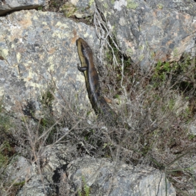 Tiliqua scincoides scincoides (Eastern Blue-tongue) at Boro - 27 Oct 2022 by Paul4K