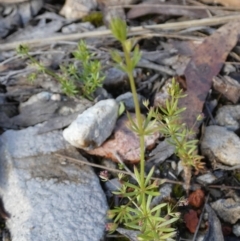 Galium divaricatum (Slender Bedstraw) at Borough, NSW - 28 Oct 2022 by Paul4K