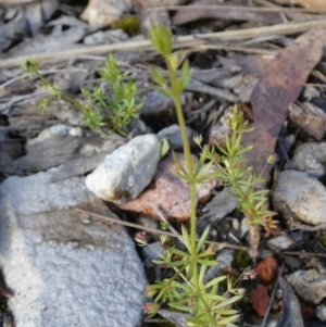 Galium divaricatum at suppressed - 28 Oct 2022