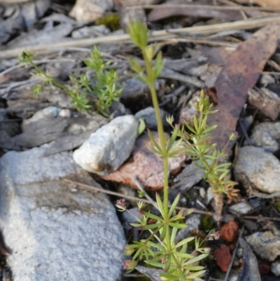 Galium divaricatum (Slender Bedstraw) at Boro - 27 Oct 2022 by Paul4K