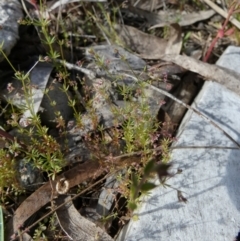 Galium divaricatum at suppressed - 28 Oct 2022