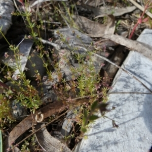 Galium divaricatum at suppressed - 28 Oct 2022