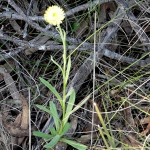 Coronidium scorpioides at Borough, NSW - suppressed