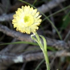 Coronidium scorpioides at Borough, NSW - suppressed