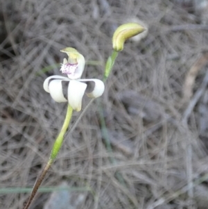 Caladenia moschata at Borough, NSW - suppressed