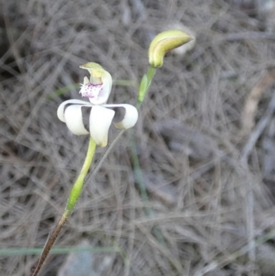Caladenia moschata (Musky Caps) at Borough, NSW - 27 Oct 2022 by Paul4K