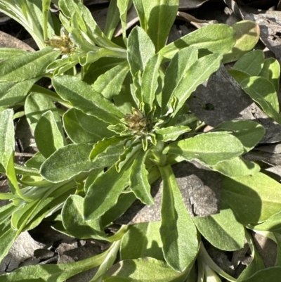 Gamochaeta impatiens (A cudweed) at Aranda, ACT - 29 Oct 2022 by lbradley