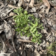 Gamochaeta impatiens at Aranda Bushland - 29 Oct 2022