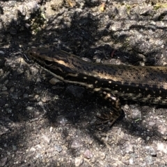 Eulamprus heatwolei (Yellow-bellied Water Skink) at Tidbinbilla Nature Reserve - 29 Oct 2022 by Dora