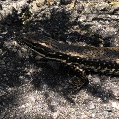 Eulamprus heatwolei (Yellow-bellied Water Skink) at Paddys River, ACT - 29 Oct 2022 by Dora