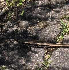 Eulamprus heatwolei at Paddys River, ACT - 29 Oct 2022