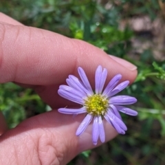 Calotis cuneifolia (Purple Burr-daisy) at Redlands, NSW - 28 Oct 2022 by Darcy