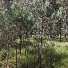 Callitris glaucophylla (White Cypress Pine) at Redlands, NSW - 29 Oct 2022 by Darcy