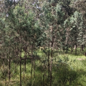 Callitris glaucophylla at Redlands, NSW - 29 Oct 2022