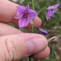 Arthropodium strictum (Chocolate Lily) at Redlands, NSW - 29 Oct 2022 by Darcy