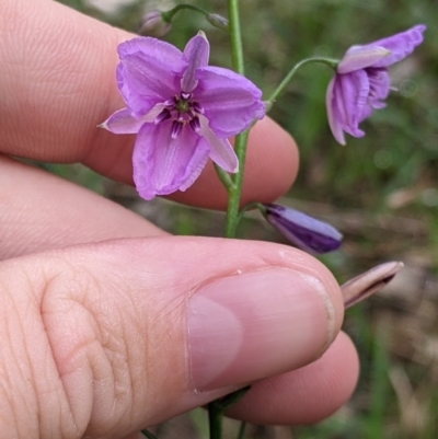 Arthropodium strictum (Chocolate Lily) at Redlands, NSW - 29 Oct 2022 by Darcy