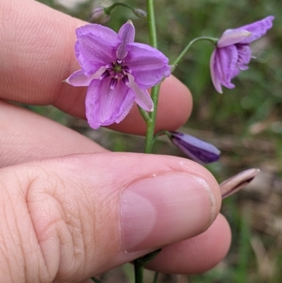 Arthropodium strictum (Chocolate Lily) at Redlands, NSW - 28 Oct 2022 by Darcy