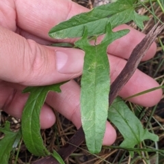 Unidentified Climber or Mistletoe at Redlands, NSW - 28 Oct 2022 by Darcy