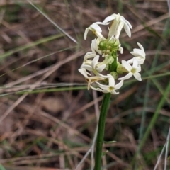Stackhousia monogyna (Creamy Candles) at Redlands, NSW - 28 Oct 2022 by Darcy
