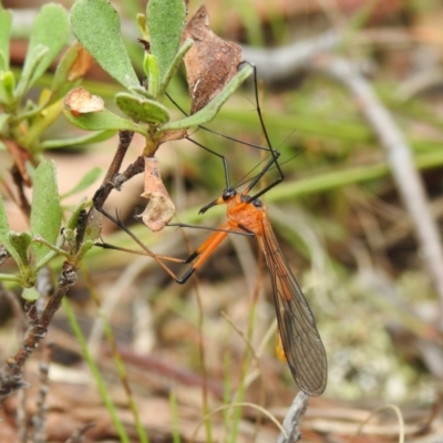 Harpobittacus australis (Hangingfly) at Paddys River, ACT - 26 Oct 2022 by JohnBundock