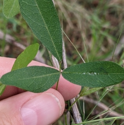 Glycine tabacina (Variable Glycine) at Redlands, NSW - 28 Oct 2022 by Darcy