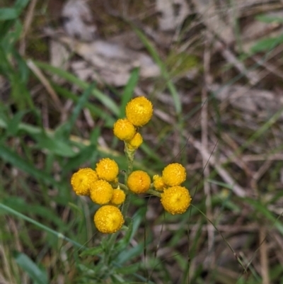 Chrysocephalum apiculatum (Common Everlasting) at Redlands, NSW - 28 Oct 2022 by Darcy