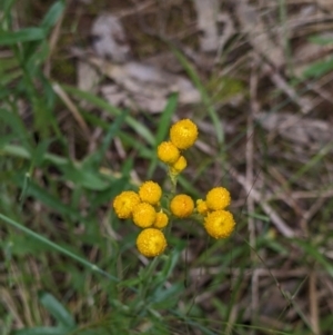 Chrysocephalum apiculatum at Redlands, NSW - 29 Oct 2022