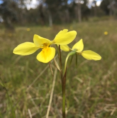 Diuris amabilis (Large Golden Moth) at Wamboin, NSW - 25 Oct 2021 by Devesons