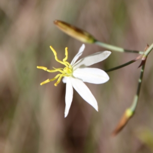 Thelionema umbellatum at Mongarlowe, NSW - 29 Oct 2022