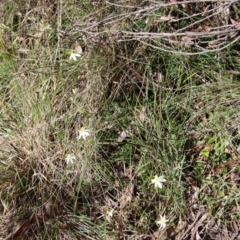 Thelionema umbellatum at suppressed - 29 Oct 2022