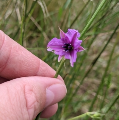 Arthropodium fimbriatum (Nodding Chocolate Lily) at Redlands, NSW - 28 Oct 2022 by Darcy