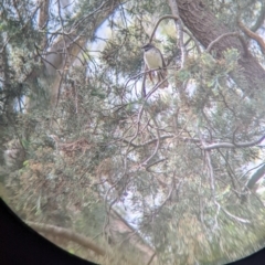 Rhipidura albiscapa (Grey Fantail) at Redlands, NSW - 28 Oct 2022 by Darcy