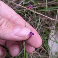 Arthropodium minus (Small Vanilla Lily) at Redlands, NSW - 29 Oct 2022 by Darcy